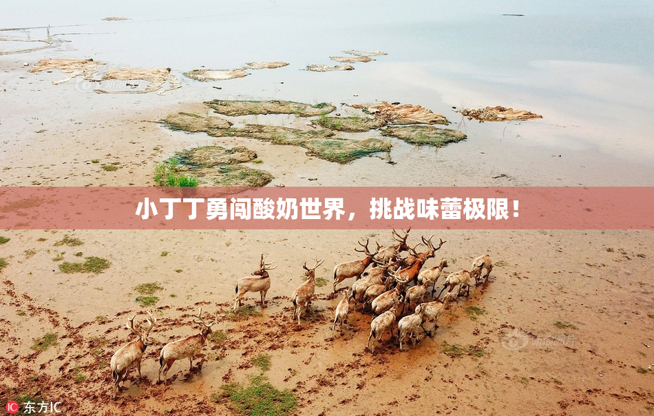 小丁丁勇闯酸奶世界，挑战味蕾极限！