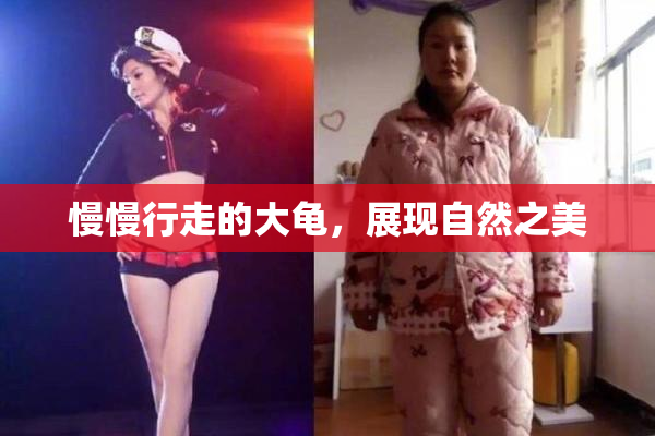 慢慢行走的大龟，展现自然之美