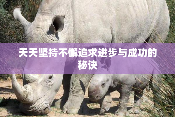 天天坚持不懈追求进步与成功的秘诀
