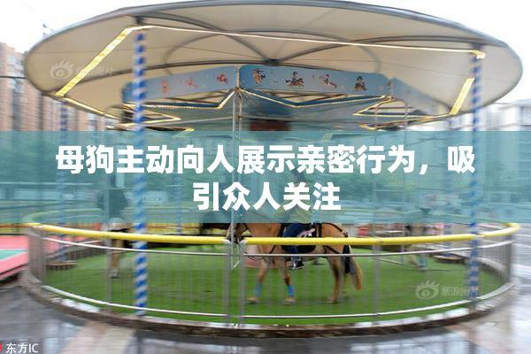 母狗主动向人展示亲密行为，吸引众人关注