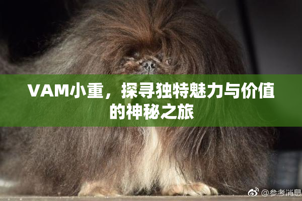 VAM小重，探寻独特魅力与价值的神秘之旅