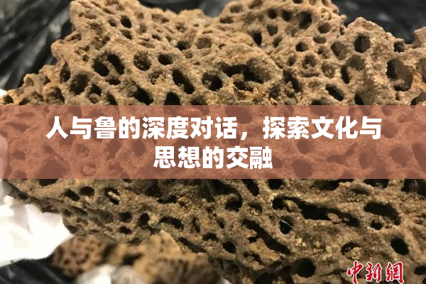 人与鲁的深度对话，探索文化与思想的交融