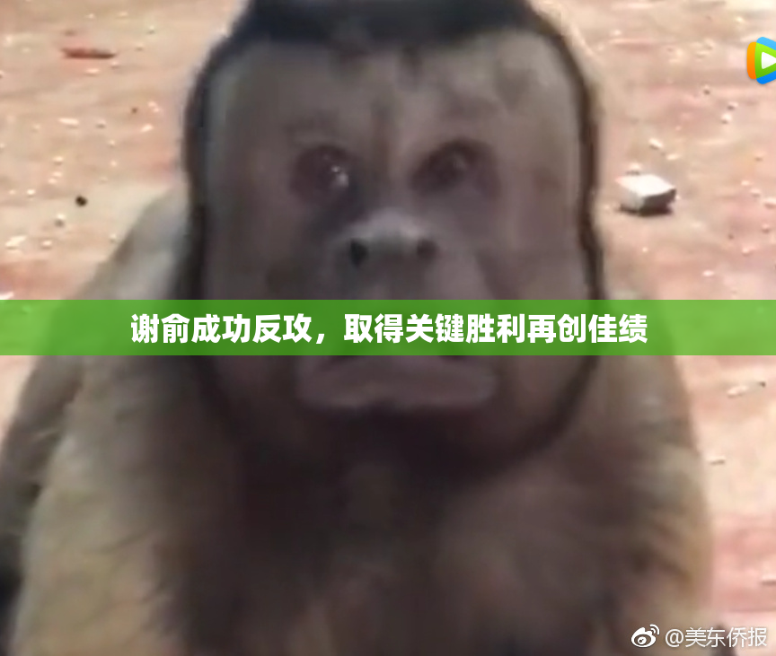 谢俞成功反攻，取得关键胜利再创佳绩