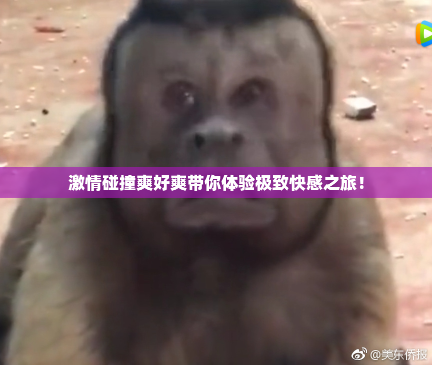 激情碰撞爽好爽带你体验极致快感之旅！