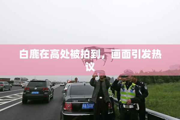 白鹿在高处被拍到，画面引发热议