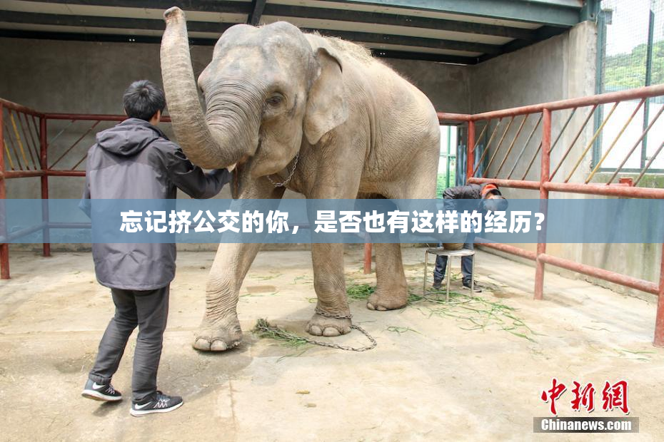 忘记挤公交的你，是否也有这样的经历？