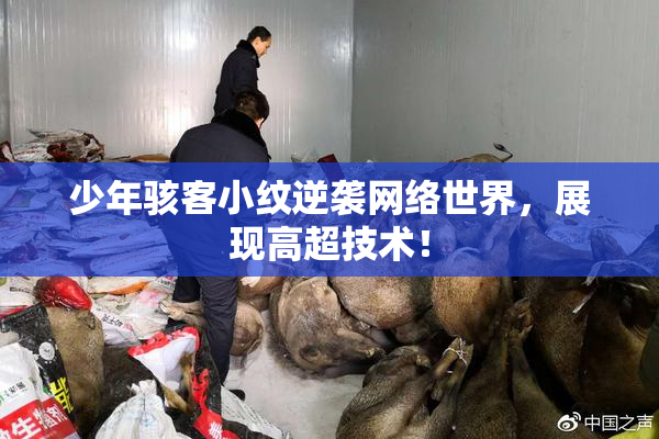 少年骇客小纹逆袭网络世界，展现高超技术！