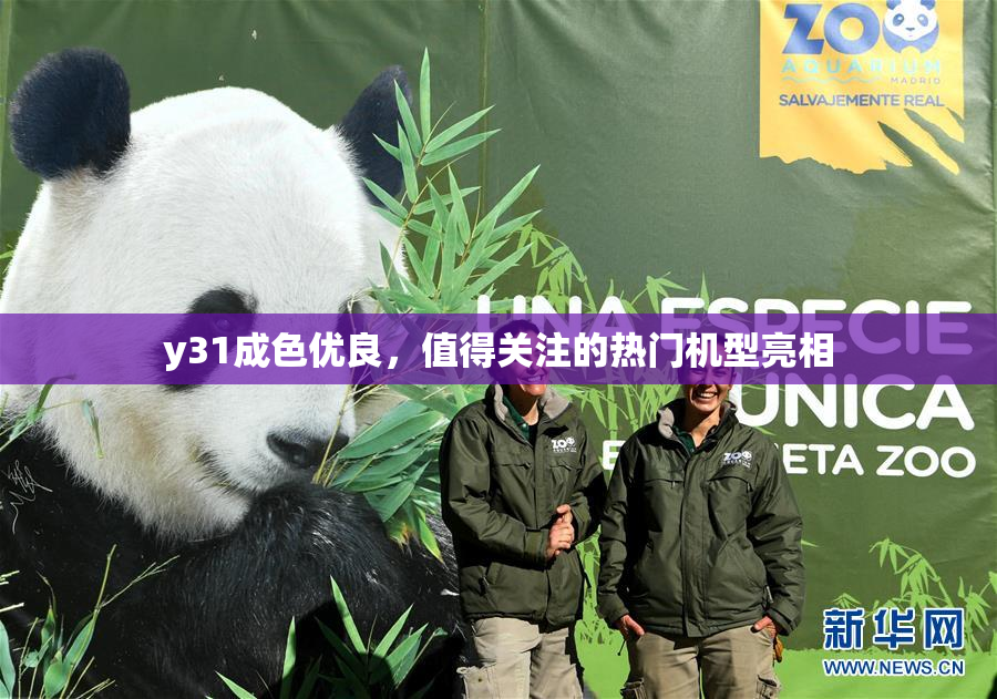 y31成色优良，值得关注的热门机型亮相