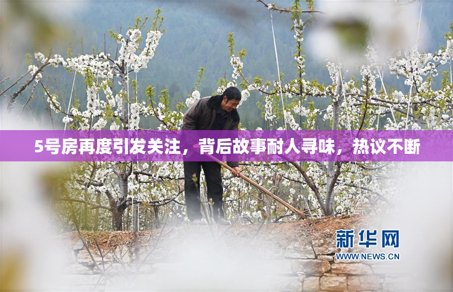 5号房再度引发关注，背后故事耐人寻味，热议不断