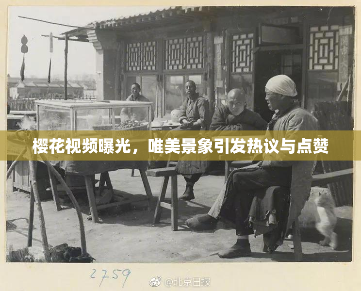 樱花视频曝光，唯美景象引发热议与点赞