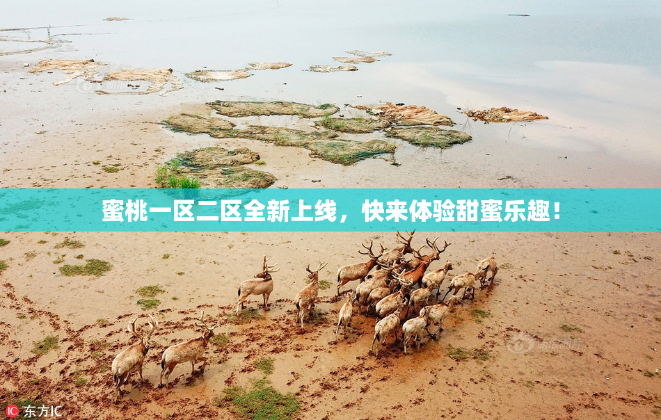 蜜桃一区二区全新上线，快来体验甜蜜乐趣！