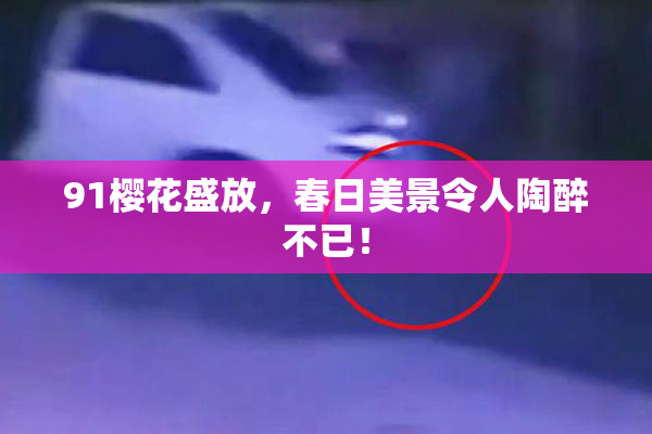 91樱花盛放，春日美景令人陶醉不已！