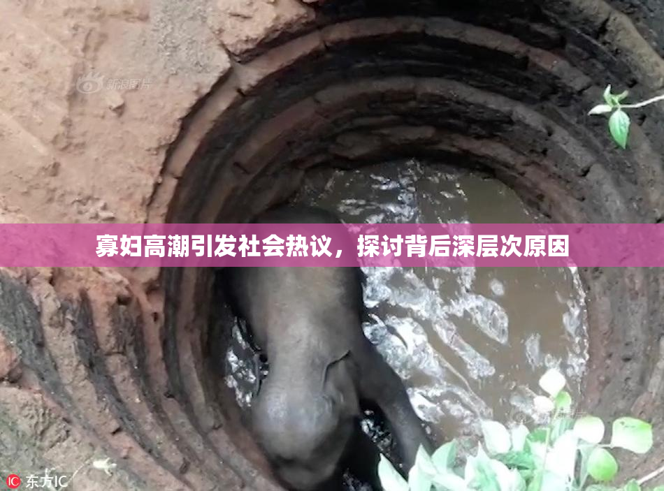 寡妇高潮引发社会热议，探讨背后深层次原因