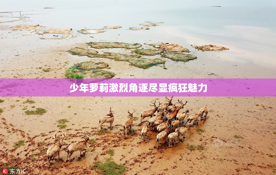 少年萝莉激烈角逐尽显疯狂魅力