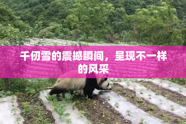 千仞雪的震撼瞬间，呈现不一样的风采