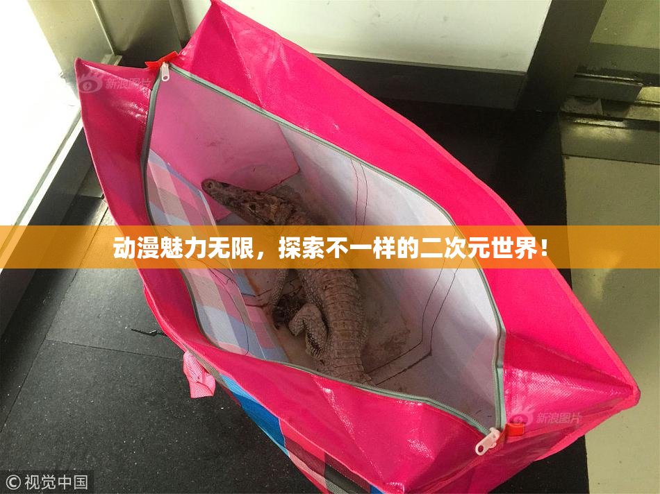 动漫魅力无限，探索不一样的二次元世界！