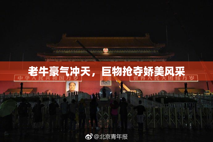 老牛豪气冲天，巨物抢夺娇美风采