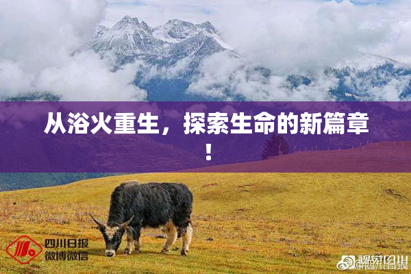 从浴火重生，探索生命的新篇章！