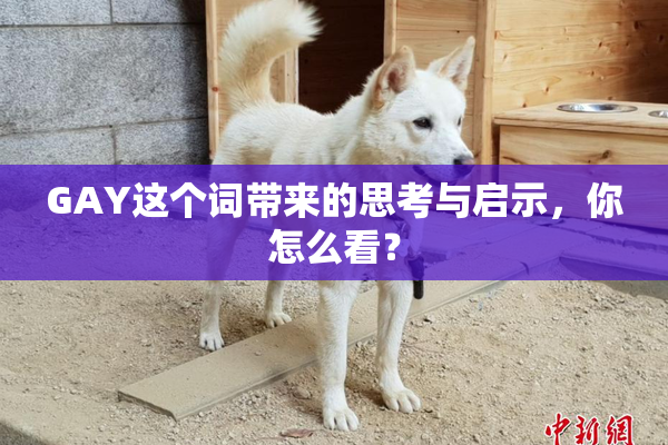 GAY这个词带来的思考与启示，你怎么看？