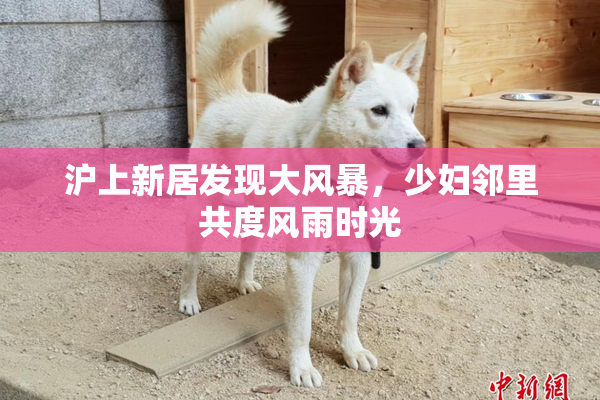 沪上新居发现大风暴，少妇邻里共度风雨时光