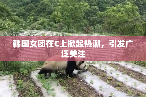 韩国女团在C上掀起热潮，引发广泛关注