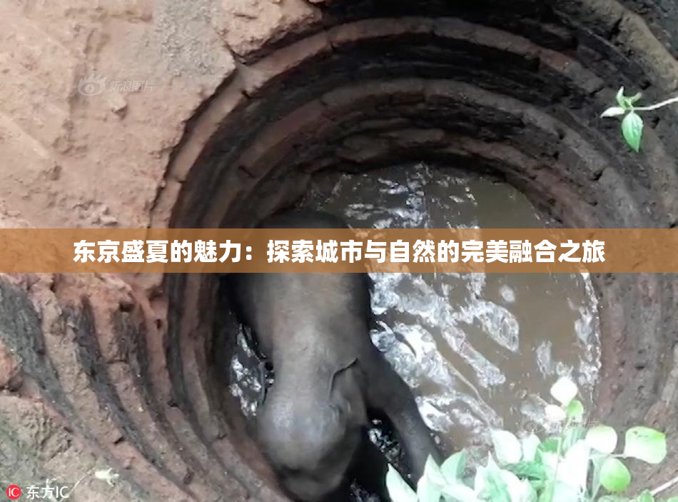东京盛夏的魅力：探索城市与自然的完美融合之旅