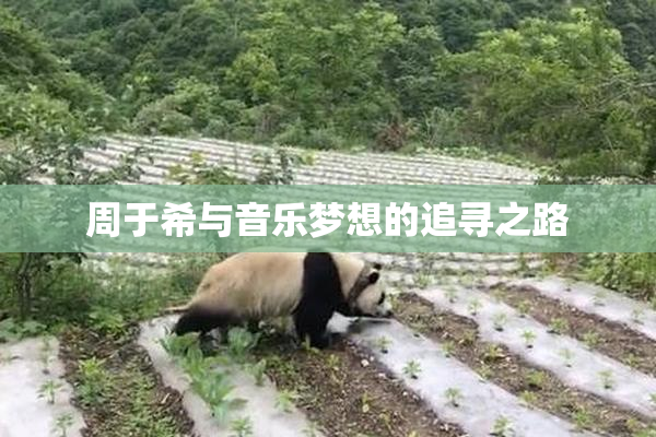 周于希与音乐梦想的追寻之路