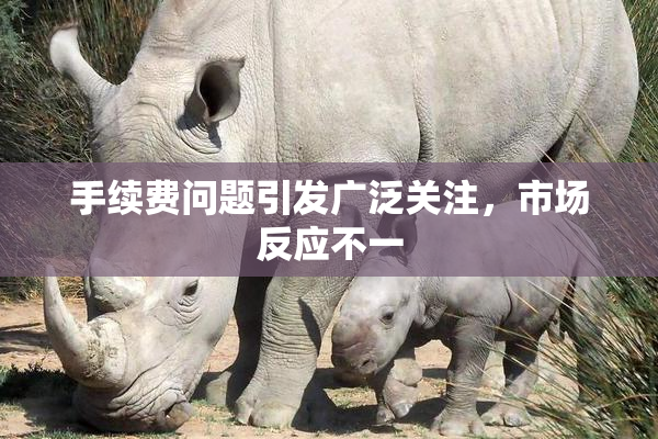 手续费问题引发广泛关注，市场反应不一