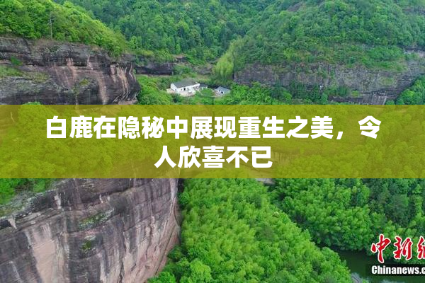 白鹿在隐秘中展现重生之美，令人欣喜不已