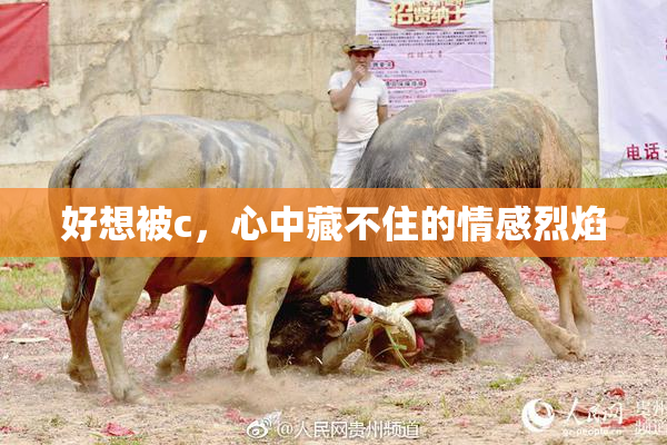 好想被c，心中藏不住的情感烈焰