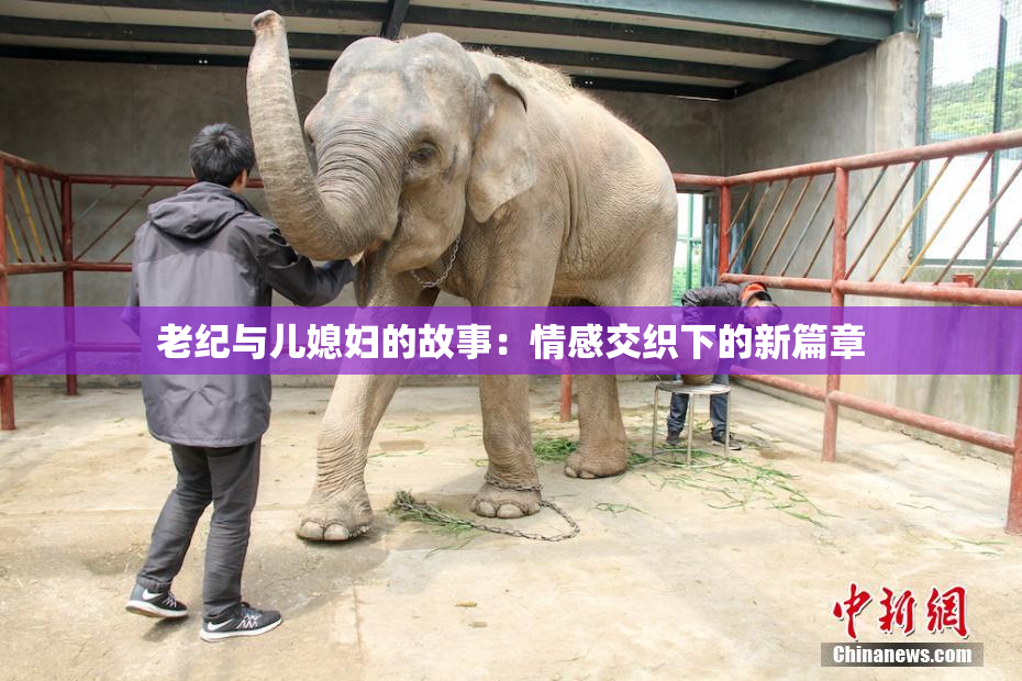 老纪与儿媳妇的故事：情感交织下的新篇章