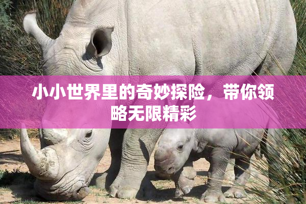 小小世界里的奇妙探险，带你领略无限精彩