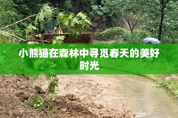 小熊猫在森林中寻觅春天的美好时光