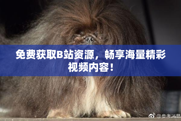 免费获取B站资源，畅享海量精彩视频内容！