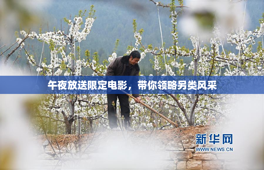 午夜放送限定电影，带你领略另类风采