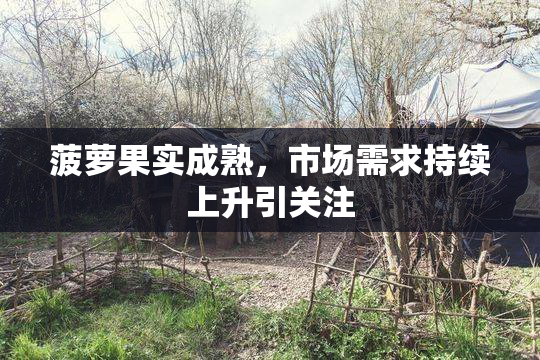 菠萝果实成熟，市场需求持续上升引关注