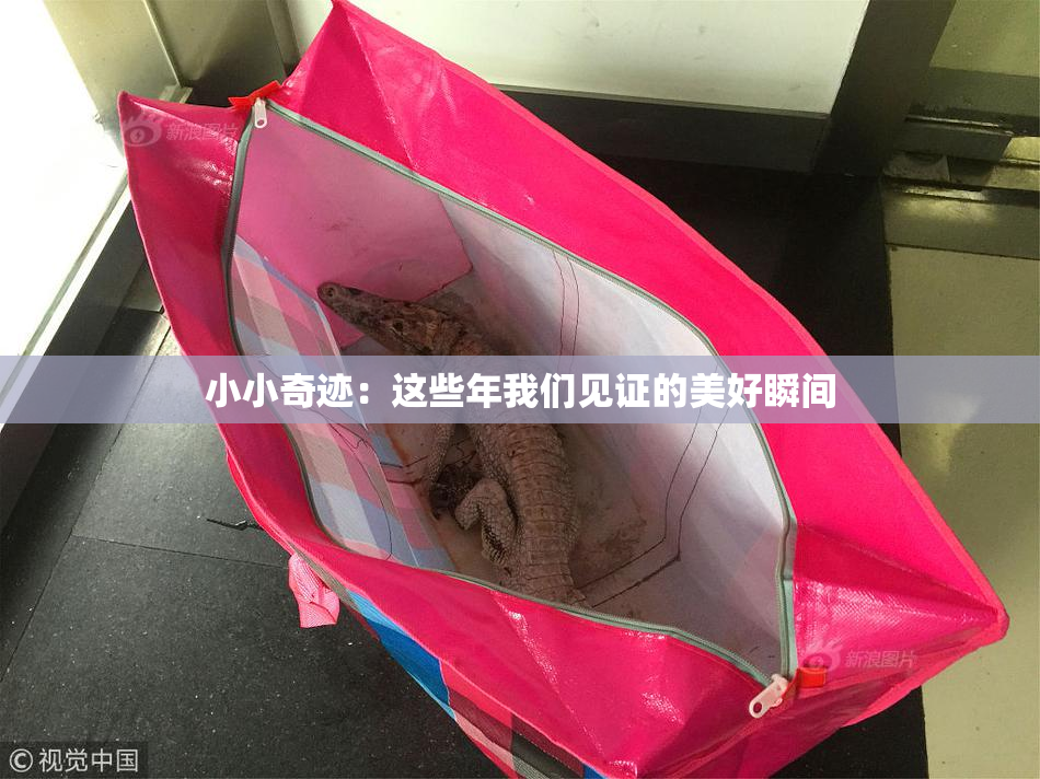 小小奇迹：这些年我们见证的美好瞬间