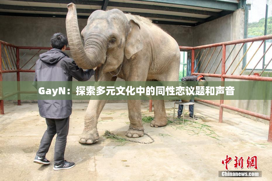 GayN：探索多元文化中的同性恋议题和声音
