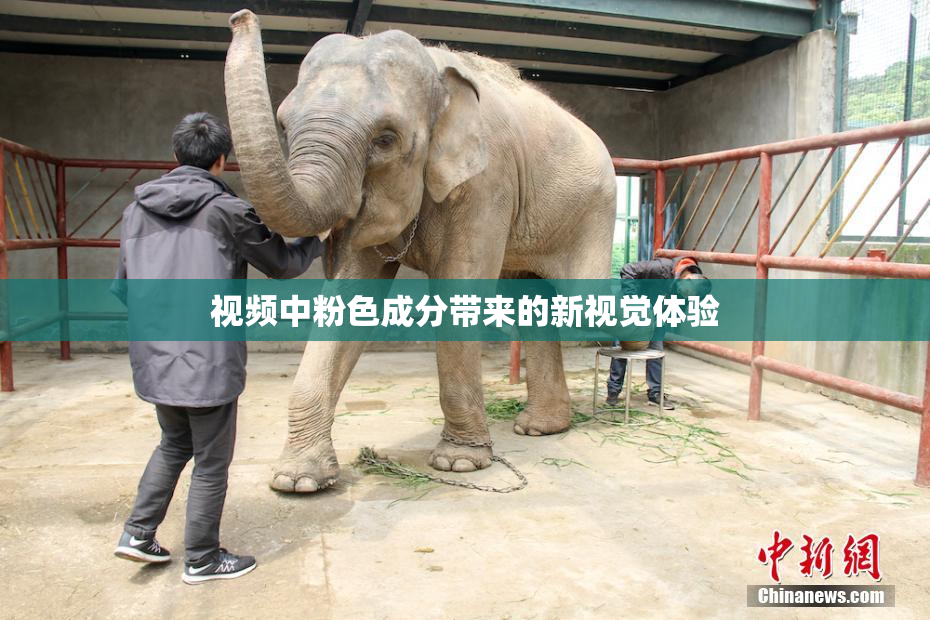 视频中粉色成分带来的新视觉体验