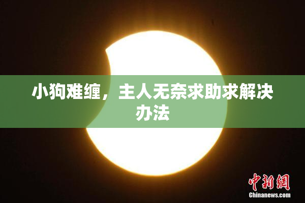 小狗难缠，主人无奈求助求解决办法