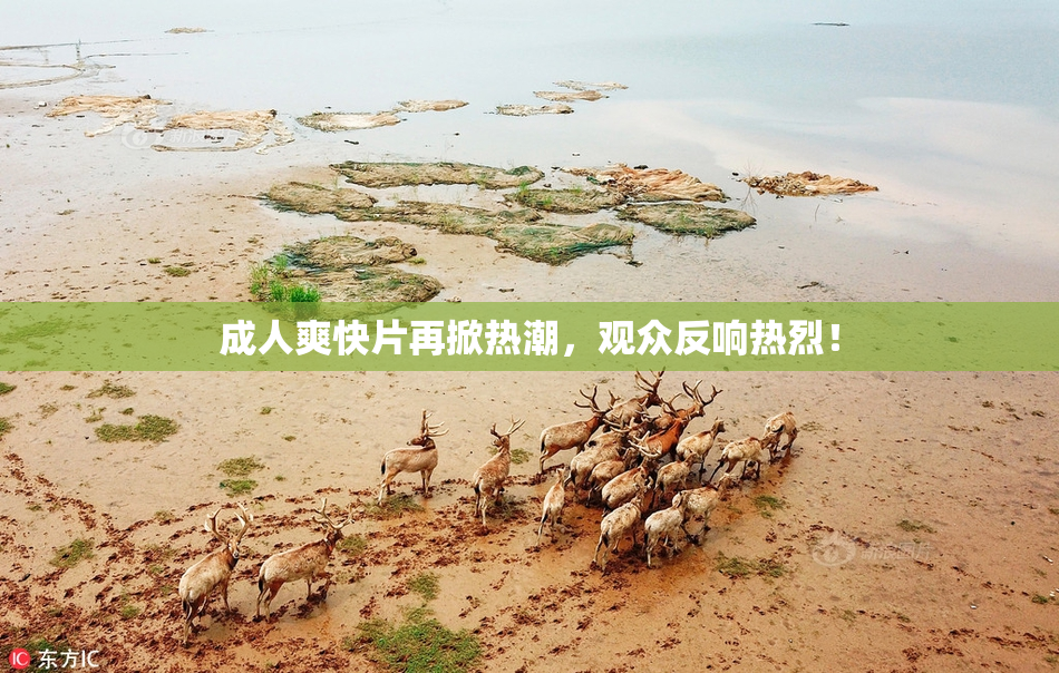 成人爽快片再掀热潮，观众反响热烈！