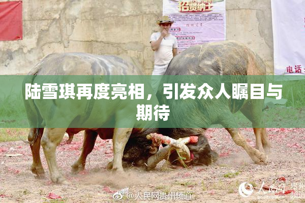 陆雪琪再度亮相，引发众人瞩目与期待