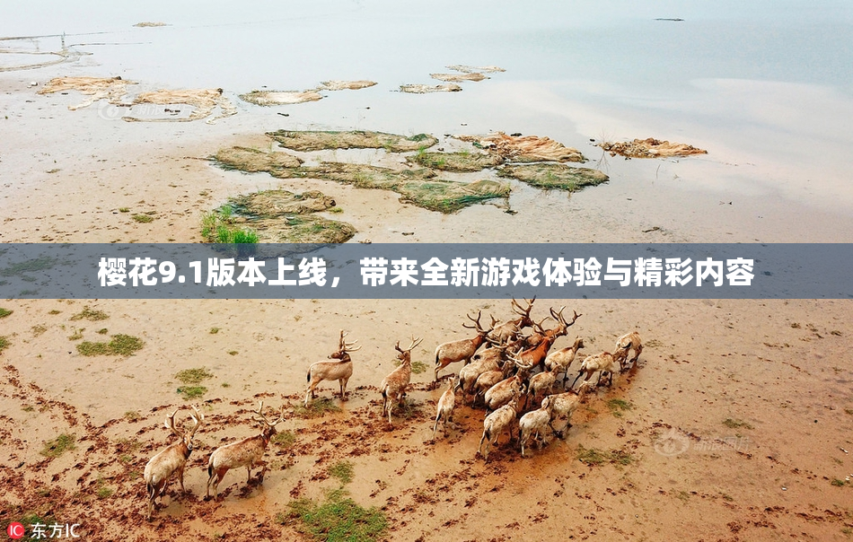 樱花9.1版本上线，带来全新游戏体验与精彩内容