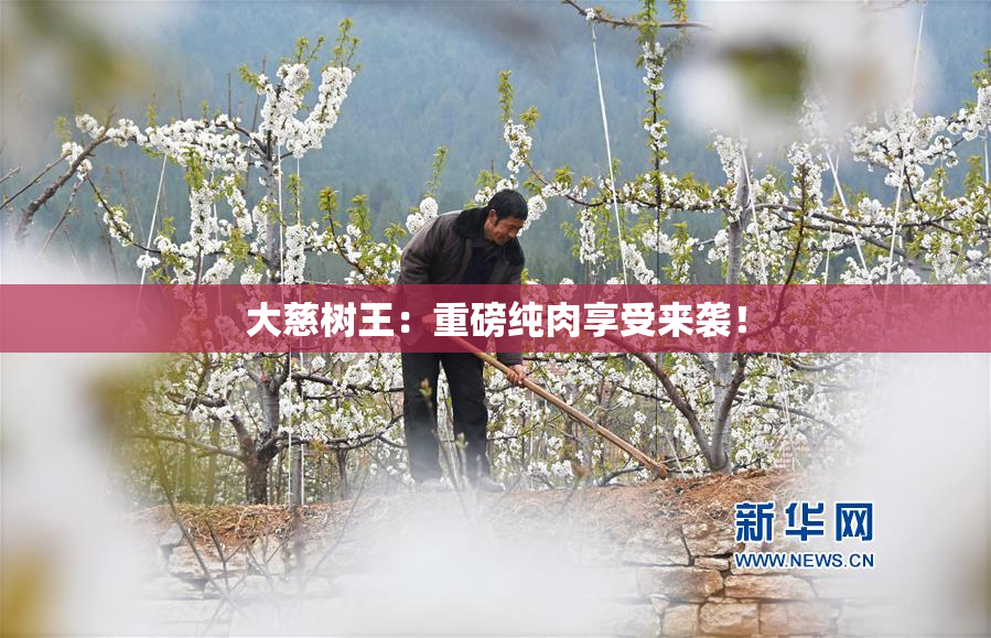大慈树王：重磅纯肉享受来袭！