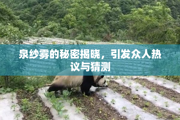 泉纱雾的秘密揭晓，引发众人热议与猜测