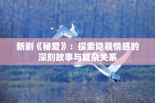 新剧《秘爱》：探索隐藏情感的深刻故事与复杂关系