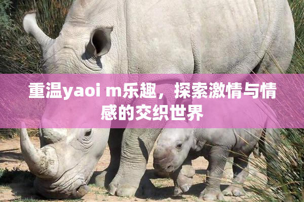 重温yaoi m乐趣，探索激情与情感的交织世界