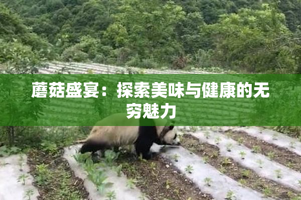 蘑菇盛宴：探索美味与健康的无穷魅力