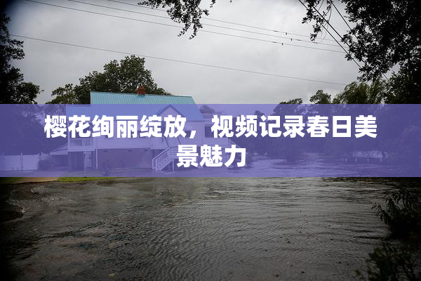 樱花绚丽绽放，视频记录春日美景魅力