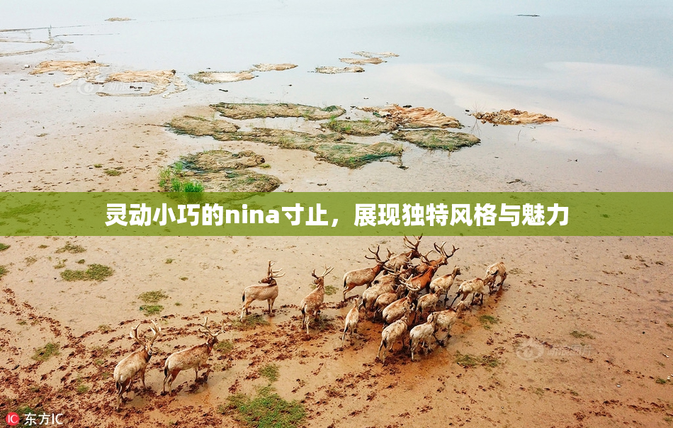 灵动小巧的nina寸止，展现独特风格与魅力